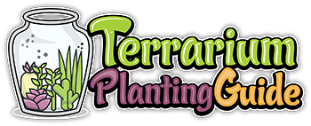 Terrarium Planting Guide