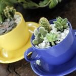 how to create terrarium