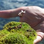 moss for terrarium