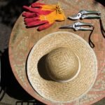 pruning terrarium plants