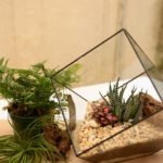open and closed terrariums