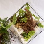 terrarium watering condensation