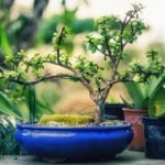 unusual terrarium designs