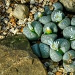 lithops care and terrarium use