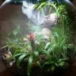 self sustaining terrarium biorbair