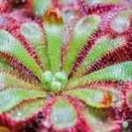 carnivorous plants complete care guide