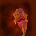 The Complete Sarracenia Growing and Care Guide