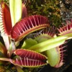 venus flytrap guide. carnivorous plants