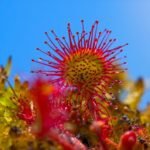 sundew plants growing and care guide
