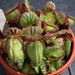 The Full Guide On Cephalotus Follicularis Care