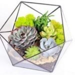 best plants for open and closed terrariumsbest plants for open and closed terrariums