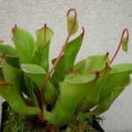 heliamphora nutans