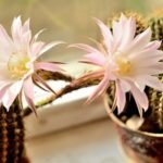 what are cacti - information for beginners