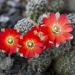 Cactus Flowering - How To Make Cacti Bloom