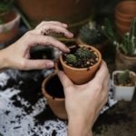 What Is The Best Soil For Cacti and How To Make It