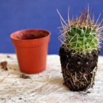 How To Repot a Small, Tall or Large Cactus and Aftercare