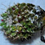 Full Guide on Cactus Diseases, Pests And Treatments