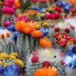 How To Identify Fake Cactus Flowers & Removing Fake Flowers