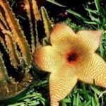 Plants That Look Like Cactus, But Are Not. Is Mine a Cactus