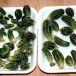 cactus propagation using stem and leaf cuttings, offsets or pups and seeds - rules and tips