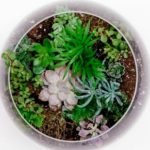 Mold in a Terrarium - Causes and Prevention Tips