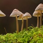 Mushrooms in a Terrarium - Causes and Tips