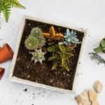 Terrarium Dying Causes and Tips Post