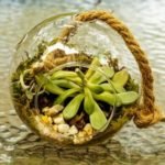 Terrarium Fogging Up - Prevention of Misting, Condensation