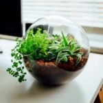 What Kind of Light Does a Terrarium Need - Tips