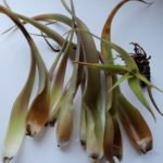 Air Plant Falling Apart and Rot - Tips and Causes