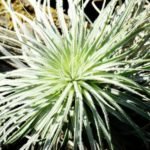 Air Plant Lifespan and Facts - Post