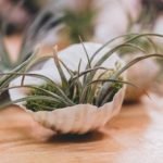 Air Plant Spots, Drying - Causes