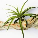 Best Air Plants for Beginners and Office Spaces - List