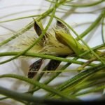 How to Grow Air Plants From Seed - 101 Guide