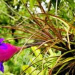 How to Pollinate Air Plants - Guide and Tips