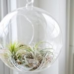 How to Water Air Plants That Are Glued - Tips