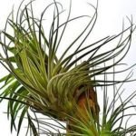 Top Air Plants and Their Care - Post