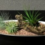 Why Is My Air Plant Not Growing - Reasons and Tips