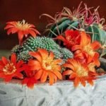 Beginner Cactuses List - Post