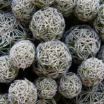 Cacti Without Spines or Thorns - Post