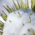 Cactus Wintering and Winter Care