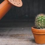 How to Make Your Cacti Grow Faster - Post with Tips