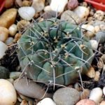 Top Cacti For Low Light and Office Settings - List