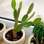 Why Is My Cactus Drooping or Falling Over - Reasons, Tips