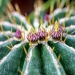 Why Is My Cactus Losing Spines or Leaves - Reasons and Tips