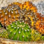 Why Is My Cactus Shrinking - Causes Post