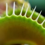 Why Is My Venus Flytrap Not Eating or Not Closing - Tips