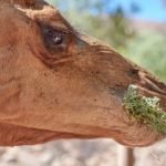 Can Camels Eat Cactus with Thorns in The Desert - Post