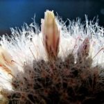 Are Cactus Spines Poisonous or Dangerous - Post