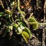 Why Is My Venus Fly Trap Drooping, Wilting - Reasons